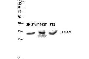 Western Blot (WB) analysis of SH-SY5Y 293T 3T3 lysis using DREAM antibody. (DREAM (Tyr706) Antikörper)