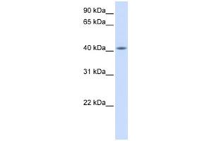 WB Suggested Anti-FAM54A Antibody Titration: 0.