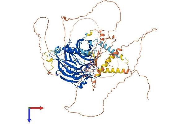 DCAF6 Protein (AA 1-860) (His tag)