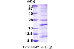 SDS-PAGE (SDS) image for Ribosomal Protein S13 (RPS13) (AA 1-151) protein (His tag) (ABIN5852955)