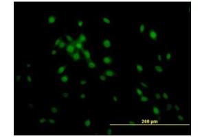 Immunofluorescence (IF) image for anti-Kruppel-Like Factor 11 (KLF11) antibody (ABIN781889) (KLF11 Antikörper)
