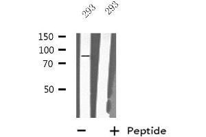 Western blot analysis of extracts from 293 cells, using MX2 antibody. (MX2 Antikörper  (Internal Region))