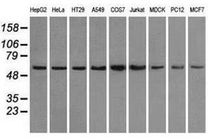 Image no. 3 for anti-Protein Phosphatase 5, Catalytic Subunit (PPP5C) antibody (ABIN1500393) (PP5 Antikörper)
