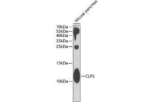 Western blot analysis of extracts of mouse pancreas, using CLPS antibody (ABIN6128989, ABIN6138744, ABIN6138747 and ABIN6221981) at 1:1000 dilution. (CLPS Antikörper  (AA 18-112))