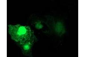 Image no. 3 for anti-Ras Homolog Family Member D (RHOD) antibody (ABIN1500700) (RHOD Antikörper)