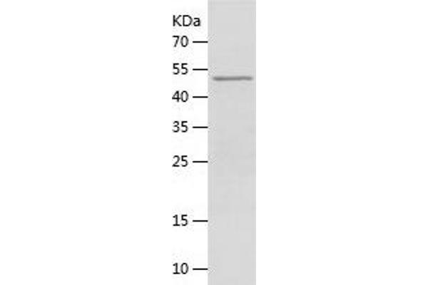 TCF4 Protein (AA 1-507) (His tag)