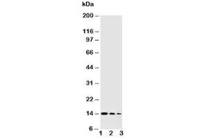 Western blot testing of NGF antibody and Lane 1:  Recombinant human protein 10ng (Nerve Growth Factor Antikörper  (AA 122-241))