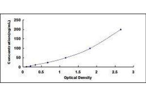 ELISA image for Surfactant Protein A1 (SFTPA1) ELISA Kit (ABIN431276)
