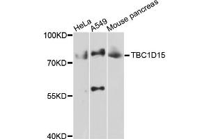 Western blot analysis of extracts of various cell lines, using TBC1D15 antibody (ABIN4905372) at 1:1000 dilution.