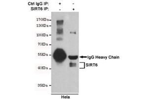 Immunoprecipitation of SIRT6 from HeLa cell lysate using SIRT6 antibody. (SIRT6 Antikörper)