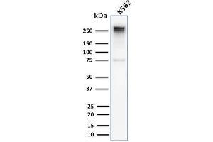 Western Blot Analysis of Human K562 cell lysate using Spectrin alpha 1 Rabbit Recombinant Monoclonal Antibody (SPTA1/2939R). (Rekombinanter SPTA1 Antikörper  (AA 356-475))