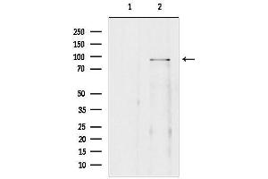 Western blot analysis of lysates from 293, using BR Antibody.