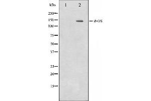 Western blot analysis on NIH-3T3 cell lysate using iNOS Antibody. (NOS2 Antikörper  (C-Term))