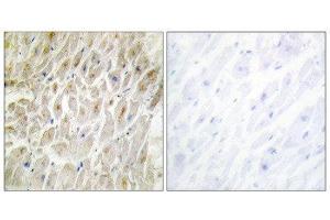 Immunohistochemistry (IHC) image for anti-Distal-Less Homeobox 3 (DLX3) (Internal Region) antibody (ABIN1848996) (DLX3 Antikörper  (Internal Region))