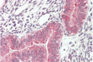 ABIN5539891 (5µg/ml) staining of paraffin embedded Human Uterus. (VPS16 Antikörper  (Internal Region))