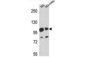 Western blot analysis of Mastermind-Like Protein 1 Antibody (Center) in 293,NCI-H460 cell line lysates (35ug/lane). (MAML1 Antikörper  (Middle Region))