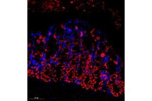 Immunofluorescence of paraffin embedded mouse colon using SEC238 (ABIN7075521) at dilution of 1:650 (300x lens) (Sec23 Homolog B Antikörper)