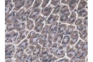 DAB staining on IHC-P; Samples: Mouse Stomach Tissue (Cathepsin F Antikörper  (AA 249-462))