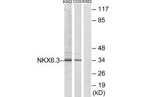 Western blot analysis of extracts from K562 cells and COS-7 cells, using NKX6. (NK6 Homeobox 3 Antikörper  (Internal Region))