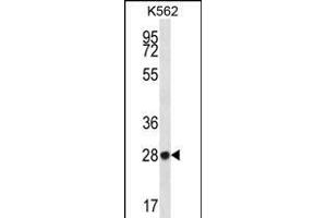 ZN Antibody (N-term) (ABIN656322 and ABIN2845621) western blot analysis in K562 cell line lysates (35 μg/lane).