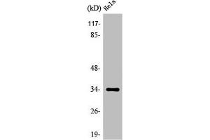 Western Blot analysis of HeLa cells using Olfactory receptor 4P4 Polyclonal Antibody (OR4P4 Antikörper  (C-Term))
