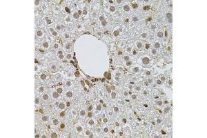 Immunohistochemistry of paraffin-embedded mouse liver using PPP2R5C antibody (ABIN1876668) at dilution of 1:100 (40x lens). (PPP2R5C Antikörper)