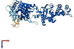 COASY Protein (AA 1-563) (His tag)