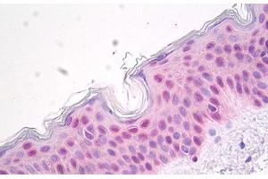 Image no. 2 for anti-Heat Shock 70kDa Protein 1A (HSPA1A) antibody (ABIN1502281) (HSP70 1A Antikörper)