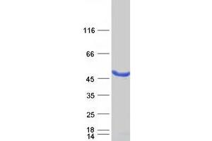 Validation with Western Blot (MAGEA4 Protein (Transcript Variant 4) (Myc-DYKDDDDK Tag))