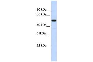 WB Suggested Anti-IRX3 Antibody Titration:  0.