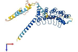 ANKRD1 Protein (AA 1-319) (His tag)