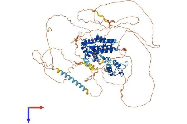 Androgen Receptor Protein (AR) (AA 1-920) (His tag)