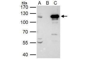 IP Image STAT2 antibody immunoprecipitates STAT2 protein in IP experiments. (STAT2 Antikörper  (C-Term))