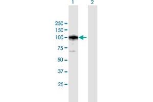 Western Blot analysis of CAST expression in transfected 293T cell line by CAST MaxPab polyclonal antibody. (Calpastatin Antikörper  (AA 1-667))