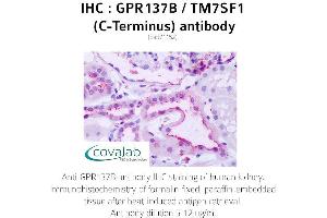 Image no. 1 for anti-G Protein-Coupled Receptor 137B (GPR137B) (C-Term) antibody (ABIN1734939) (GPR137B Antikörper  (C-Term))