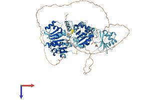 DDX50 Protein (AA 1-737) (His tag)