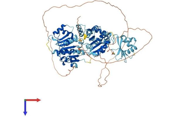 DDX50 Protein (AA 1-737) (His tag)