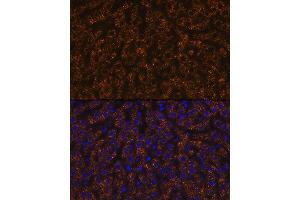 Immunofluorescence (IF) image for anti-Angiopoietin-Like 3 (ANGPTL3) antibody (ABIN7265591)