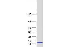Western Blotting (WB) image for SH3 Domain Binding Glutamic Acid-Rich Protein Like (SH3BGRL) protein (Myc-DYKDDDDK Tag) (ABIN2731969)