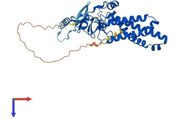 ZDHHC9 Protein (AA 1-364) (His tag)
