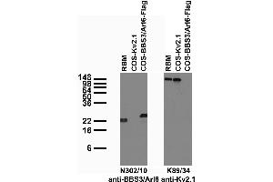 Tissue and transfected cell immunoblot: extracts of rat brain membrane (RBM) and COS cells transiently transfected with Flag-tagged BBS3/Arl6 or untagged Kv2.