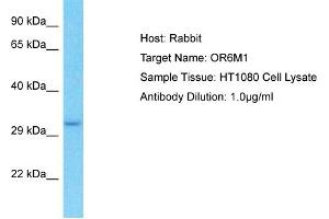 OR6M1 Antikörper  (C-Term)