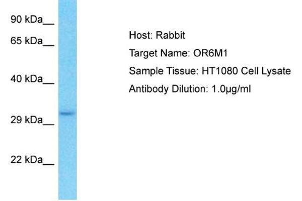 OR6M1 Antikörper  (C-Term)
