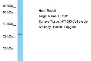 Host: Rabbit Target Name: OR6M1 Sample Type: HT1080 Whole Cell lysates Antibody Dilution: 1. (OR6M1 Antikörper  (C-Term))