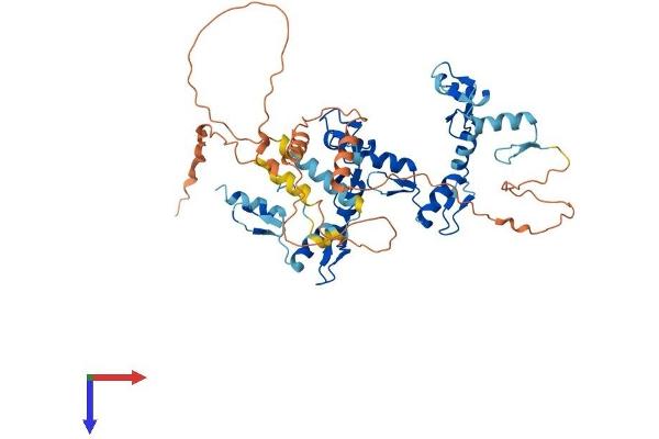 ZIK1 Protein (AA 1-487) (His tag)