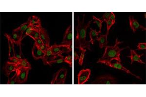 Immunofluorescence analysis of MSCs(left) and NTERA-2 (right) cells using DDX4 mouse mAb (green). (DDX4 Antikörper)