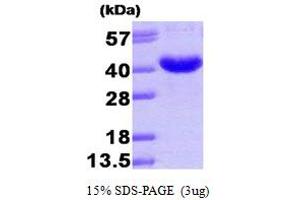 SDS-PAGE (SDS) image for Aldo-Keto Reductase Family 7, Member A3 (Aflatoxin Aldehyde Reductase) (AKR7A3) (AA 1-331) (Active) protein (His tag) (ABIN667762)