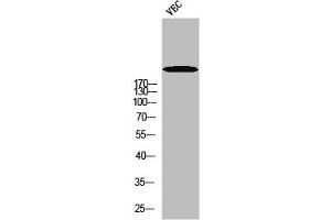 Western blot analysis of VEC using p-Rpb1 (S1619) antibody. (POLR2A/RPB1 Antikörper  (pSer1619))