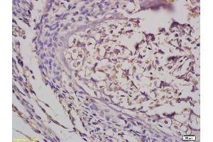 Formalin-fixed and paraffin embedded mouse embryo tissue labeled with Anti-GRB10 Polyclonal Antibody, Unconjugated (ABIN680428) at 1:200 followed by conjugation to the secondary antibody and DAB staining (GRB10/14 (AA 501-594) Antikörper)