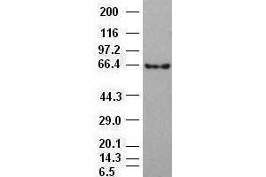 Beta-catenin antibody (2H3) at 1:1000 dilution + 293T cell lysate (CTNNB1 Antikörper  (AA 531-781))